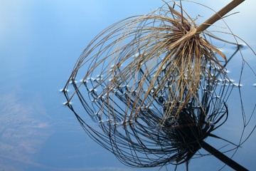Papyrus frond
